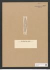Cocconeis firmica Er. (de-Toni-Nr.: Genus 40, Species 1877) Zeichnungen Sammlung Grunow Nr. 3699 (NHMW-BOT-W0371326)